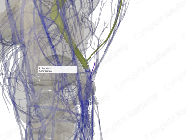 Pubic Vein (Right)