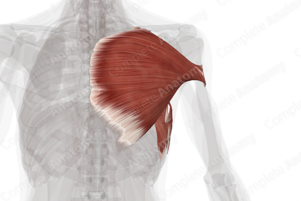 Muscles of Pectoral Region (Left)