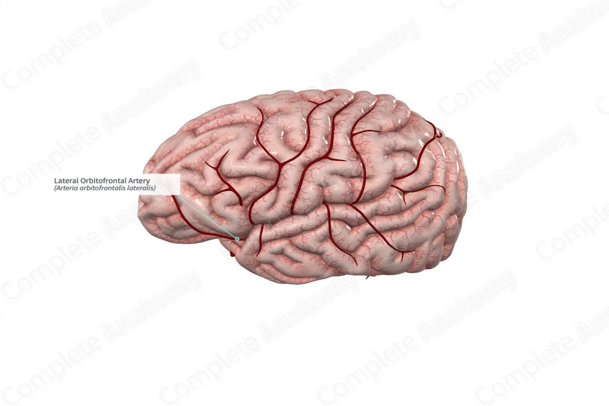 Lateral Orbitofrontal Artery | Complete Anatomy