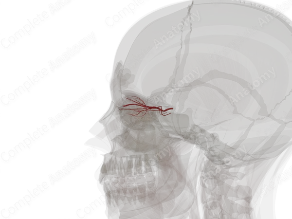 Arteries of Orbital Cavity