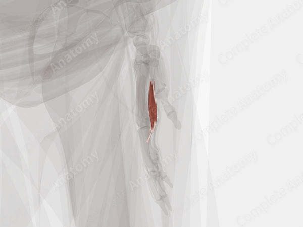 Lumbrical Muscles of Hand (Left)