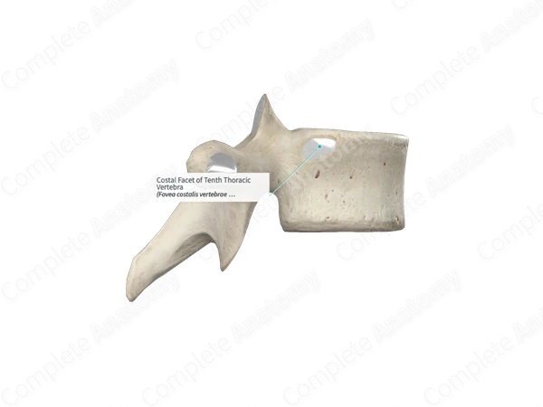 Costal Facet of Tenth Thoracic Vertebra