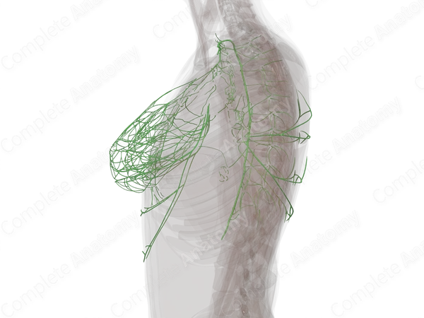 Thoracic Lymph Vessels