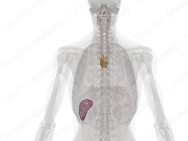 Lymphoid Organs