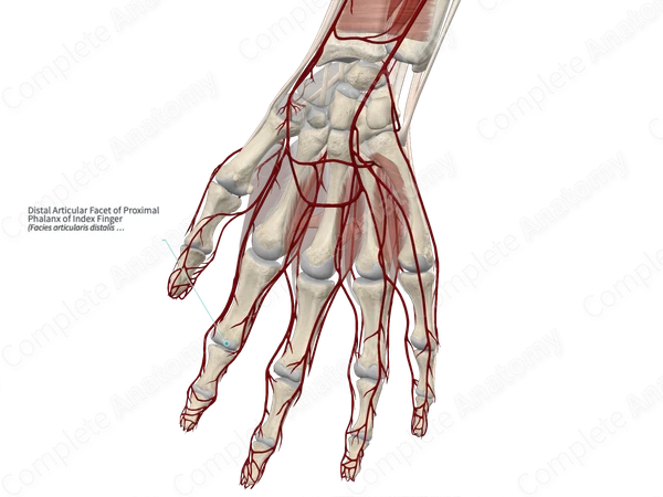 Distal Articular Facet of Proximal Phalanx of Index Finger 