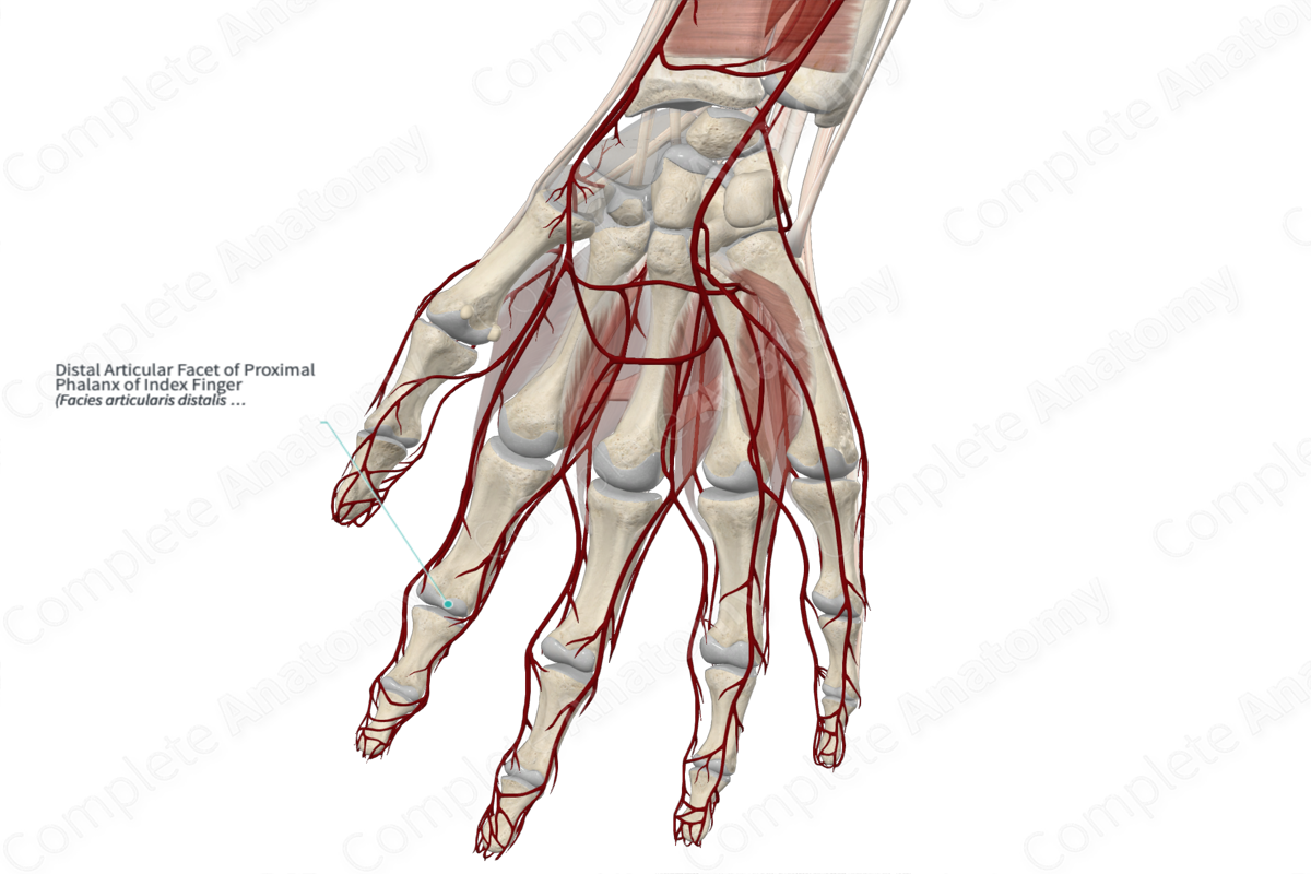 Distal Articular Facet of Proximal Phalanx of Index Finger 