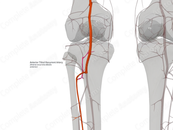 Anterior Tibial Recurrent Artery (Left)