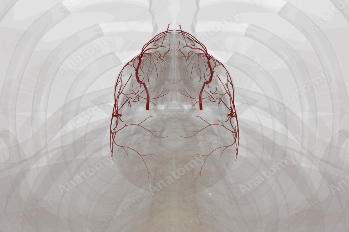 Arteries of Face & Scalp