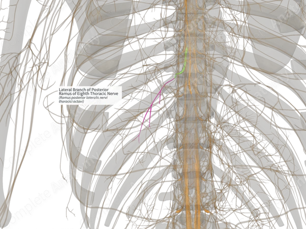 Lateral Branch of Posterior Ramus of Eighth Thoracic Nerve (Right)