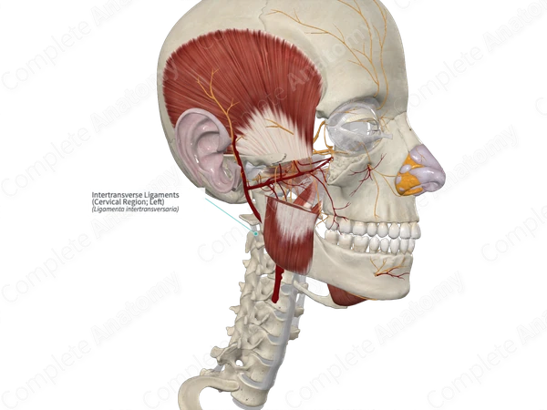 Intertransverse Ligaments (Cervical Region; Left)