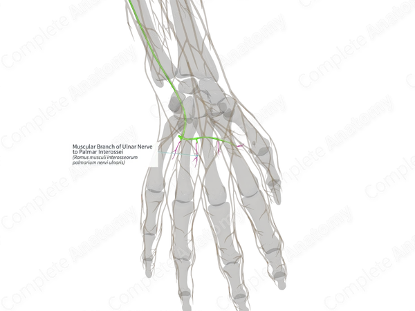 Muscular Branch of Ulnar Nerve to Palmar Interossei (Right)