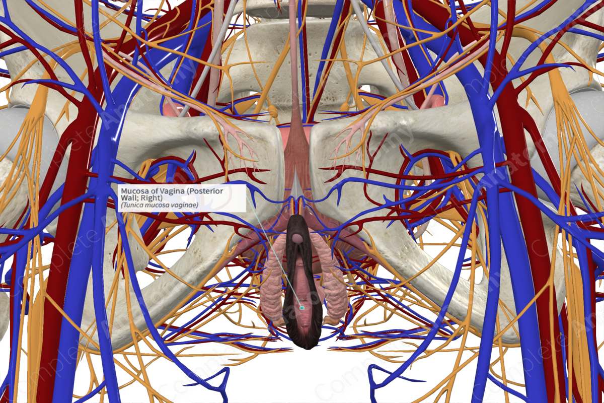 Mucosa of Vagina (Posterior Wall; Right)