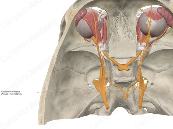 Oculomotor Nerve