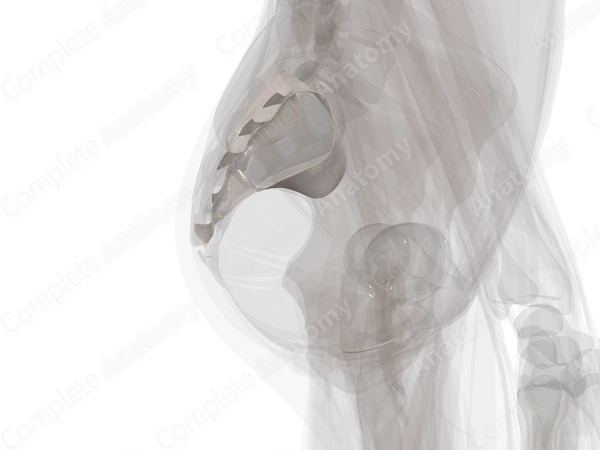 Sacroiliac Joint (Left)