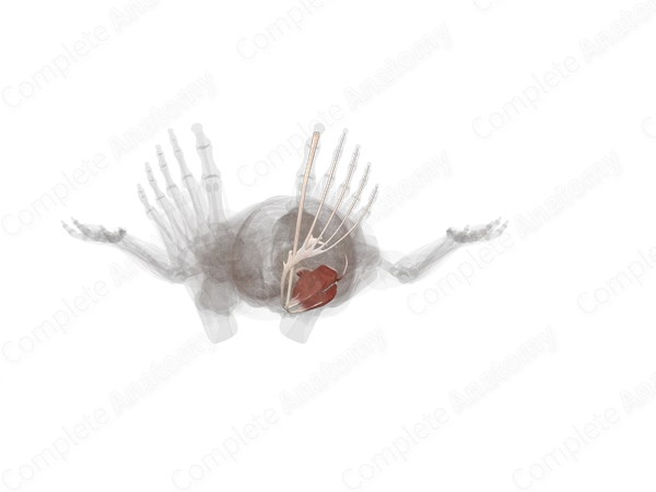 Deep Part of Posterior Compartment of Leg (Left)