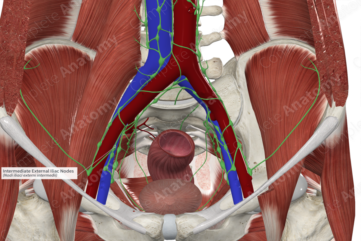 Intermediate External Iliac Nodes | Complete Anatomy