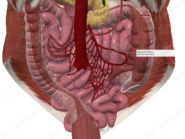 Ileocolic Artery