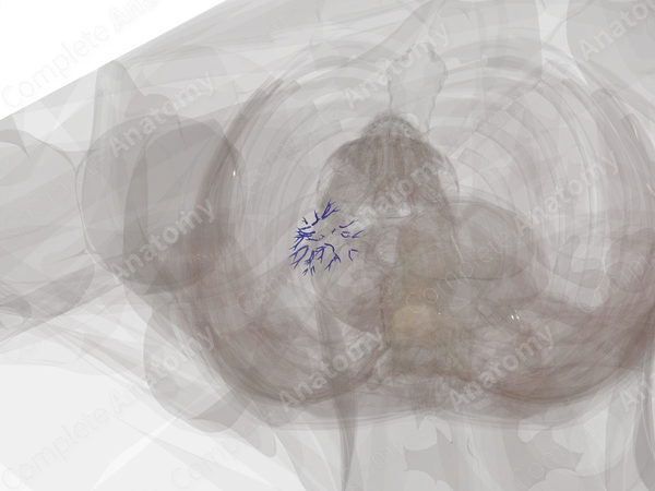 Intrarenal Veins of Right Kidney