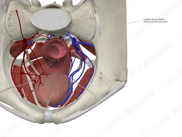 Lateral Sacral Veins