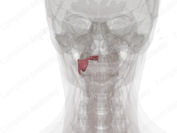 Mucosa of Mouth (Left)