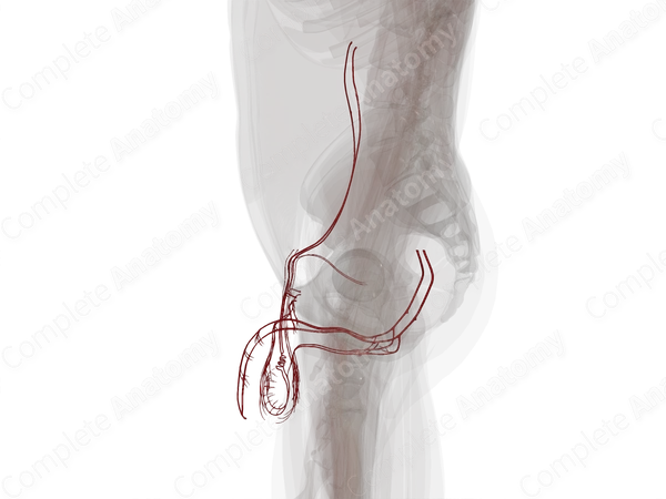 Arteries of Male Genital System
