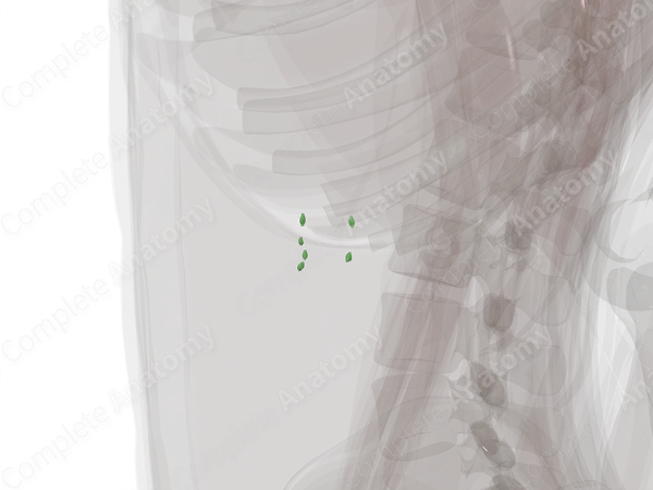 Pancreaticoduodenal Nodes