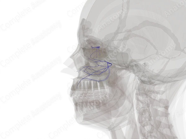 Veins of Nose & Nasal Cavity