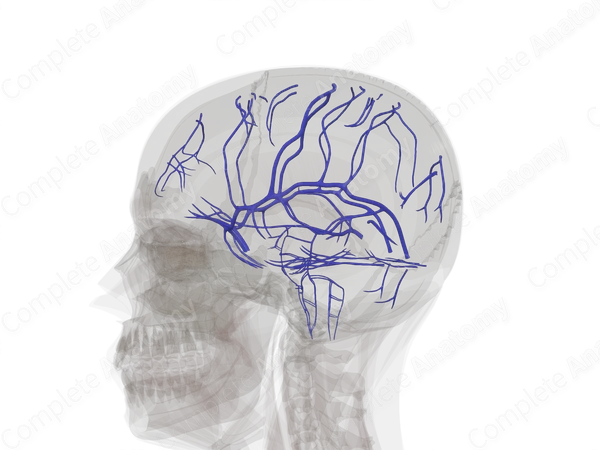 Veins of Brain
