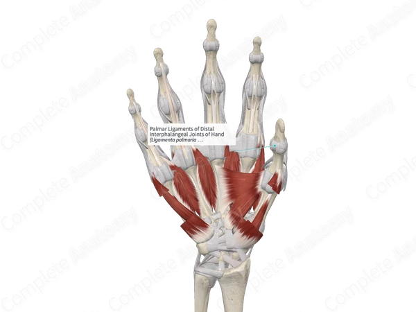 Palmar Ligaments of Distal Interphalangeal Joints of Hand 