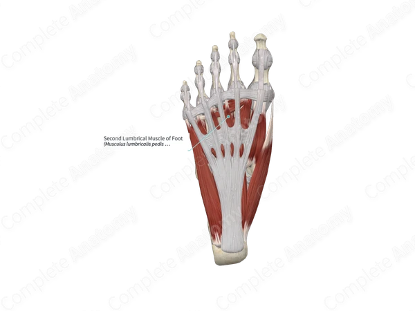 Second Lumbrical Muscle of Foot 