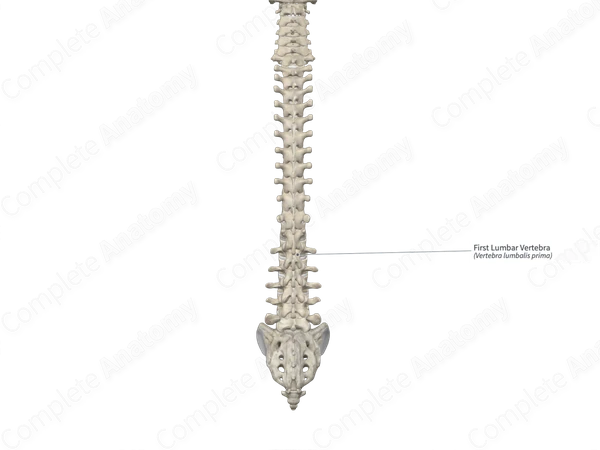 First Lumbar Vertebra