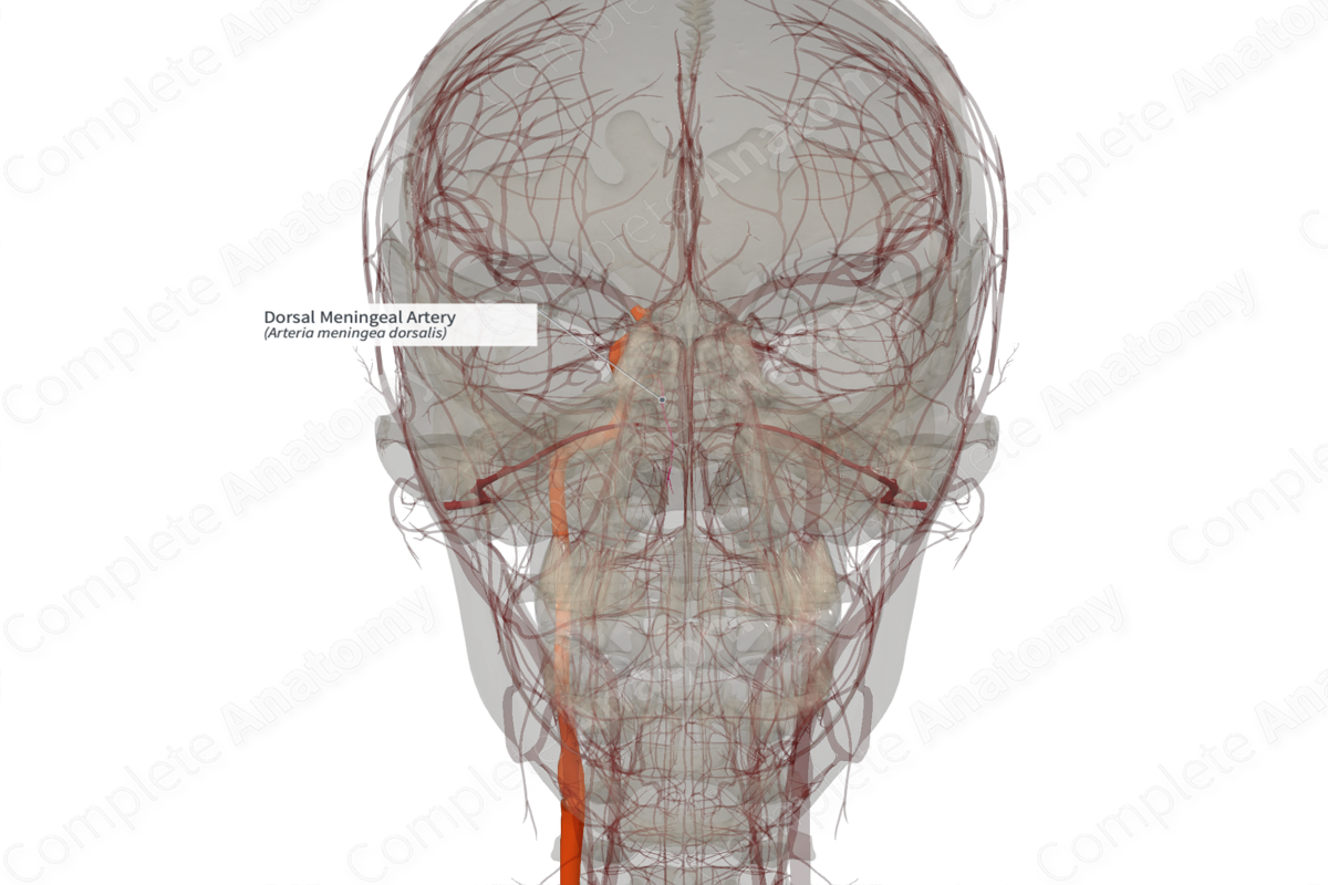 Dorsal Meningeal Artery (Left)