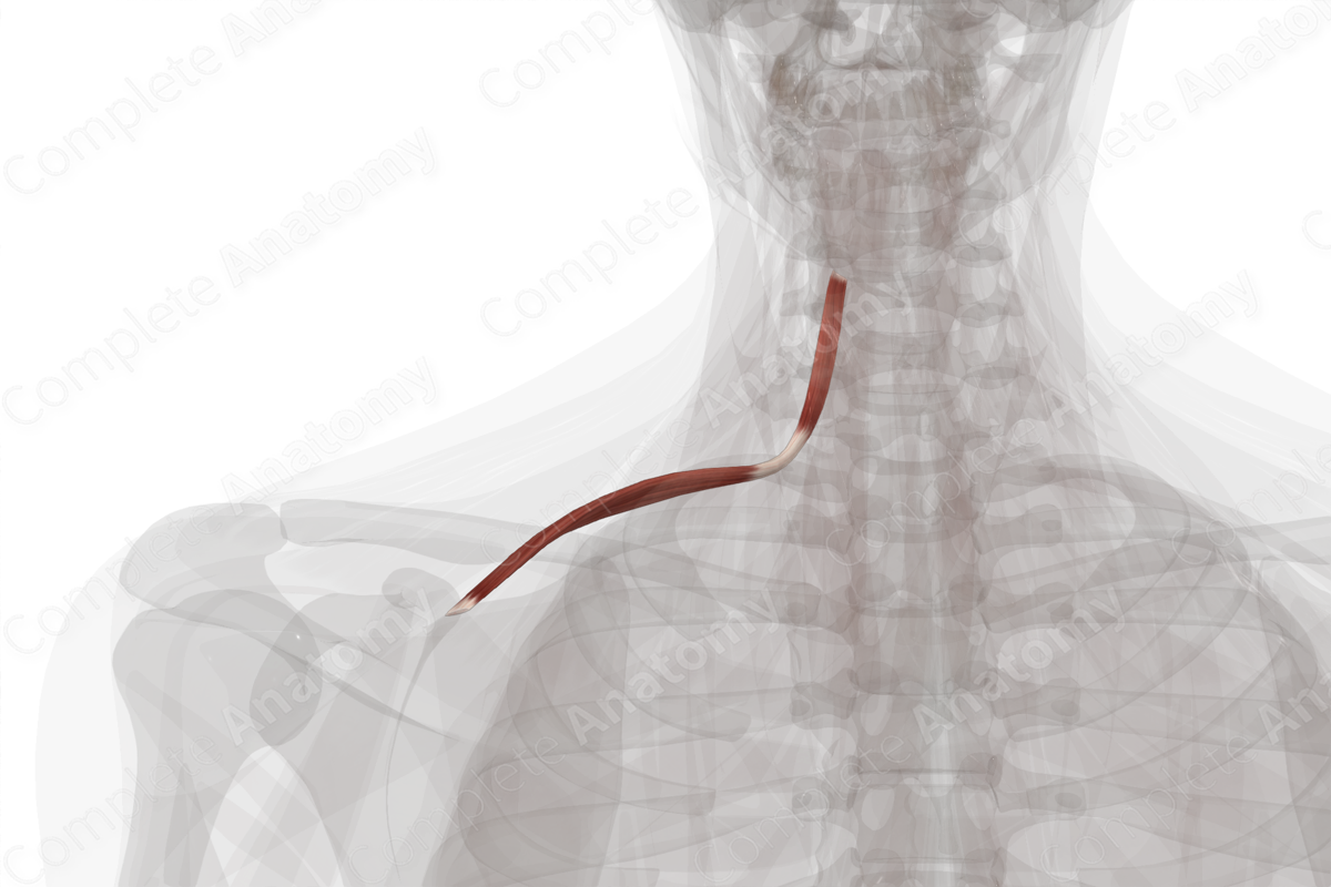 Omohyoid Muscle (Left)