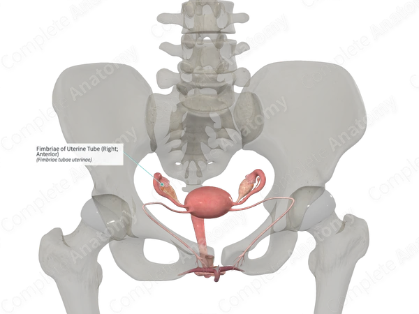 Fimbriae of Uterine Tube (Right; Anterior)