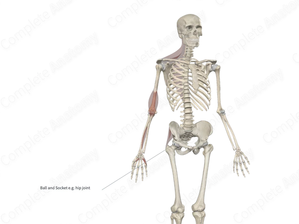 Head of Femur 