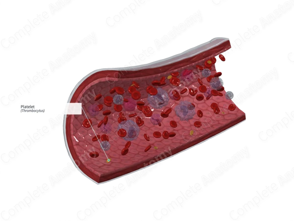 Platelet Complete Anatomy