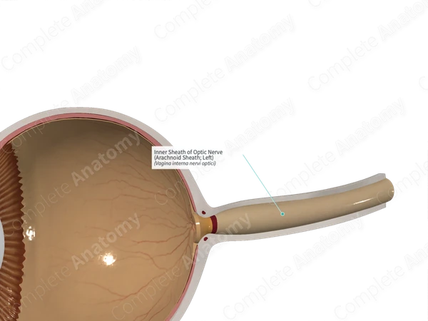 Inner Sheath of Optic Nerve (Arachnoid Sheath; Left)