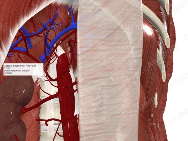 Lateral Segmental Artery of Liver
