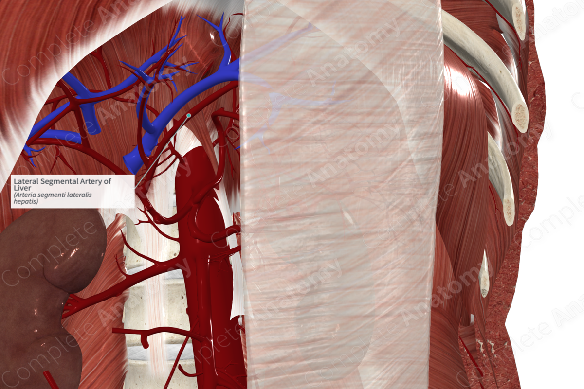 Lateral Segmental Artery of Liver