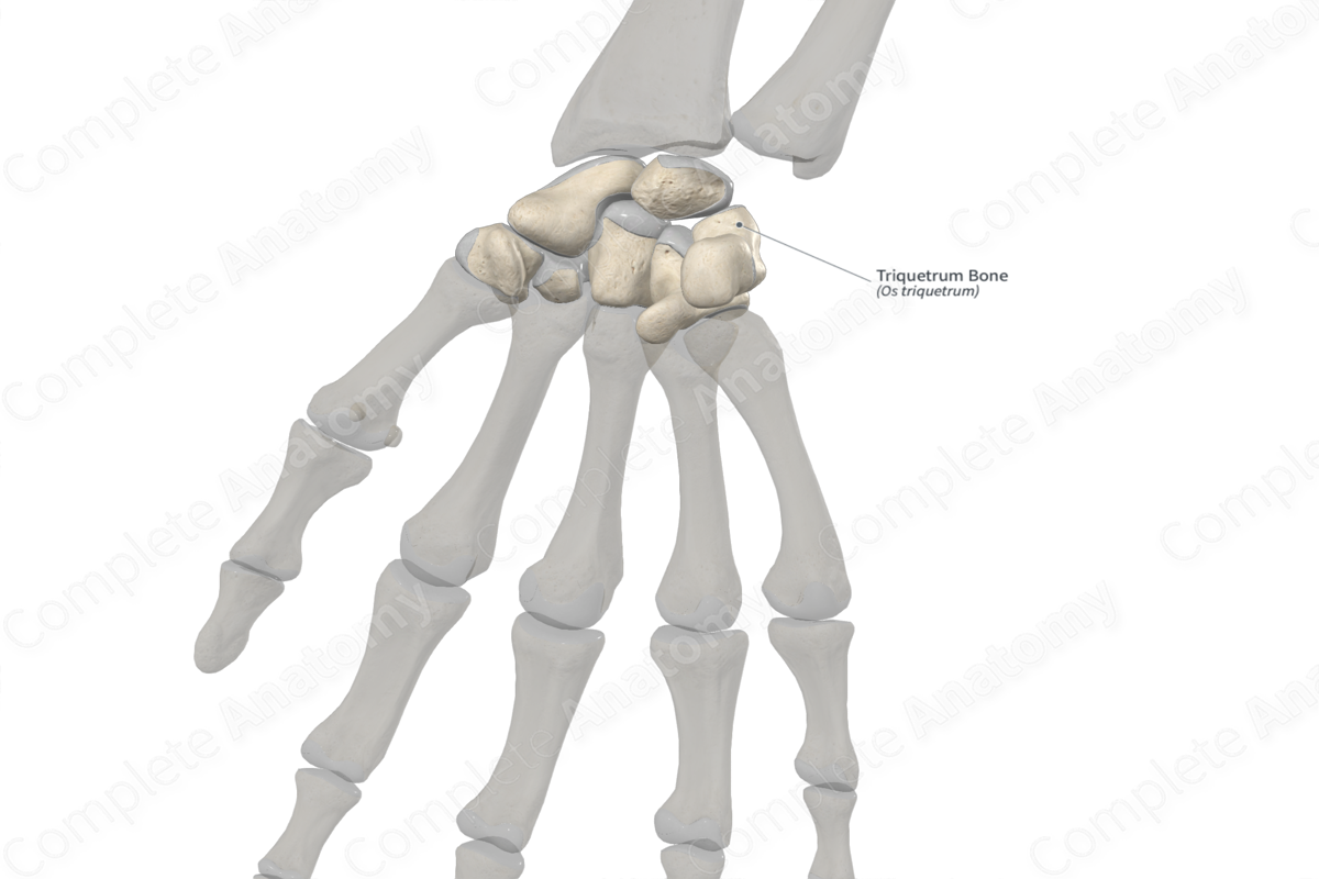 Triquetrum Bone 
