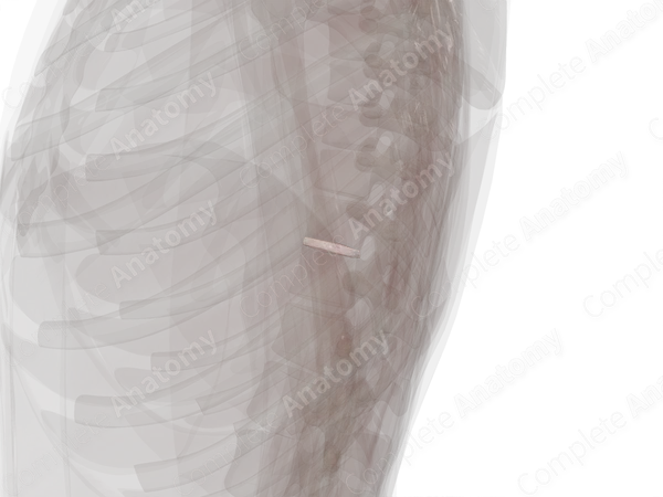 Intervertebral Symphysis (T10-T11)