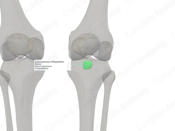 Subcutaneous Infrapatellar Bursa (Right)