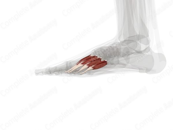 Dorsal Interossei Muscles of Foot (Left)