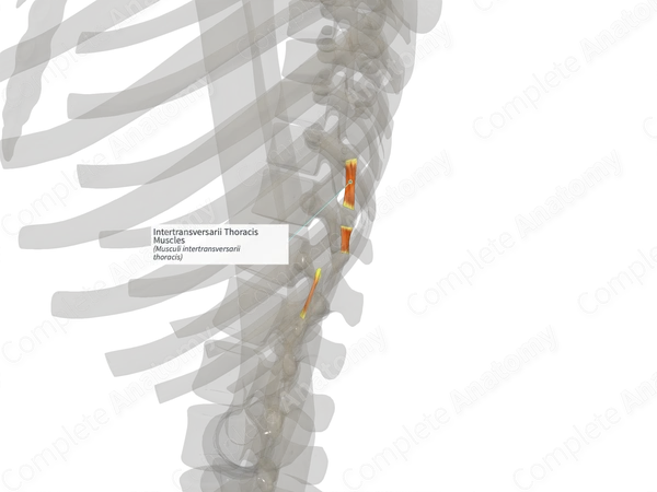 Intertransversarii Thoracis Muscles (Right)