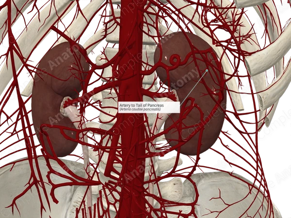 Artery to Tail of Pancreas