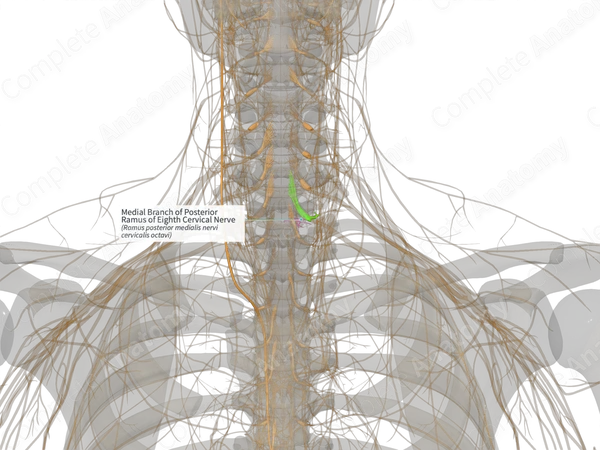 Medial Branch of Posterior Ramus of Eighth Cervical Nerve (Left)