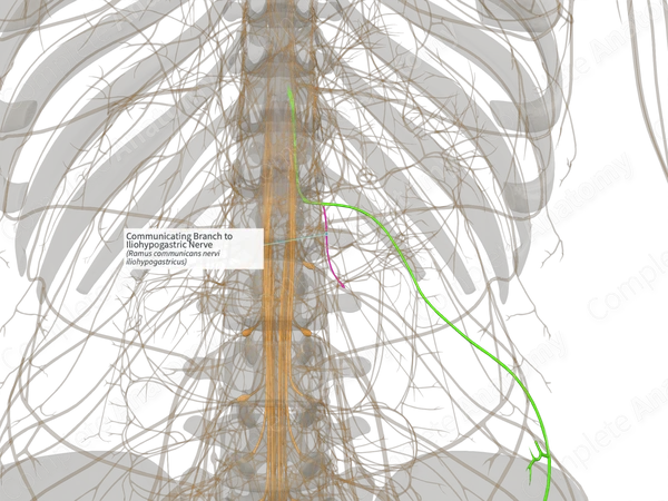 Communicating Branch to Iliohypogastric Nerve (Left)