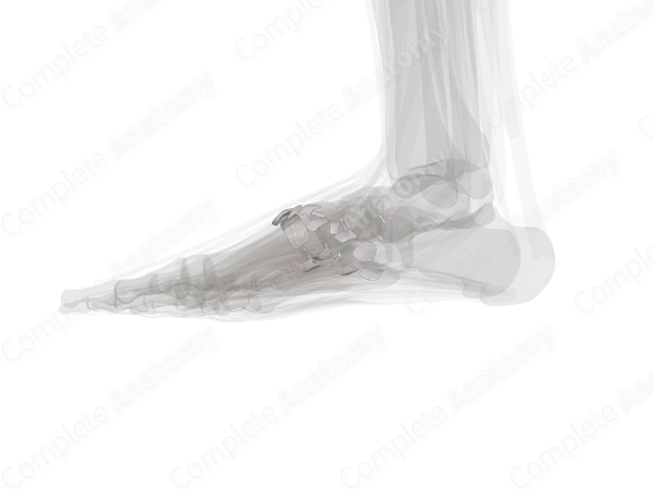 Tarsometatarsal Joints (Left)