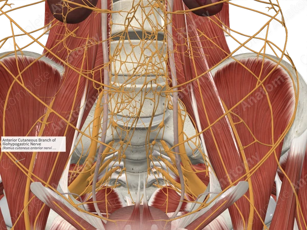 Anterior Cutaneous Branch of Iliohypogastric Nerve