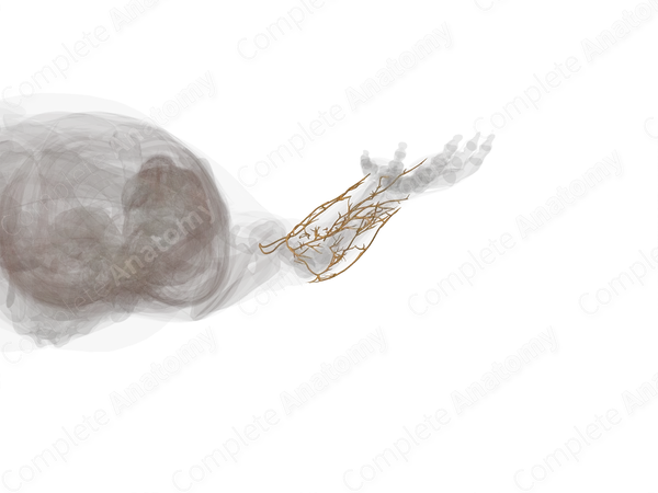 Nerves of Forearm (Left)